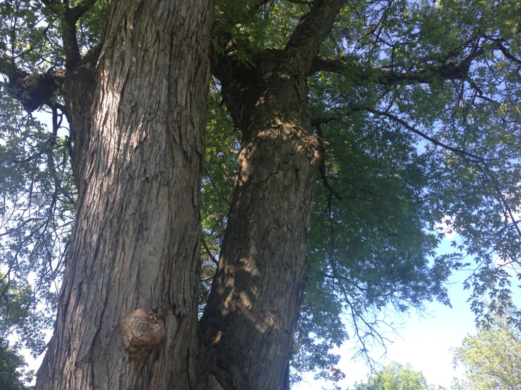 Melchior Park