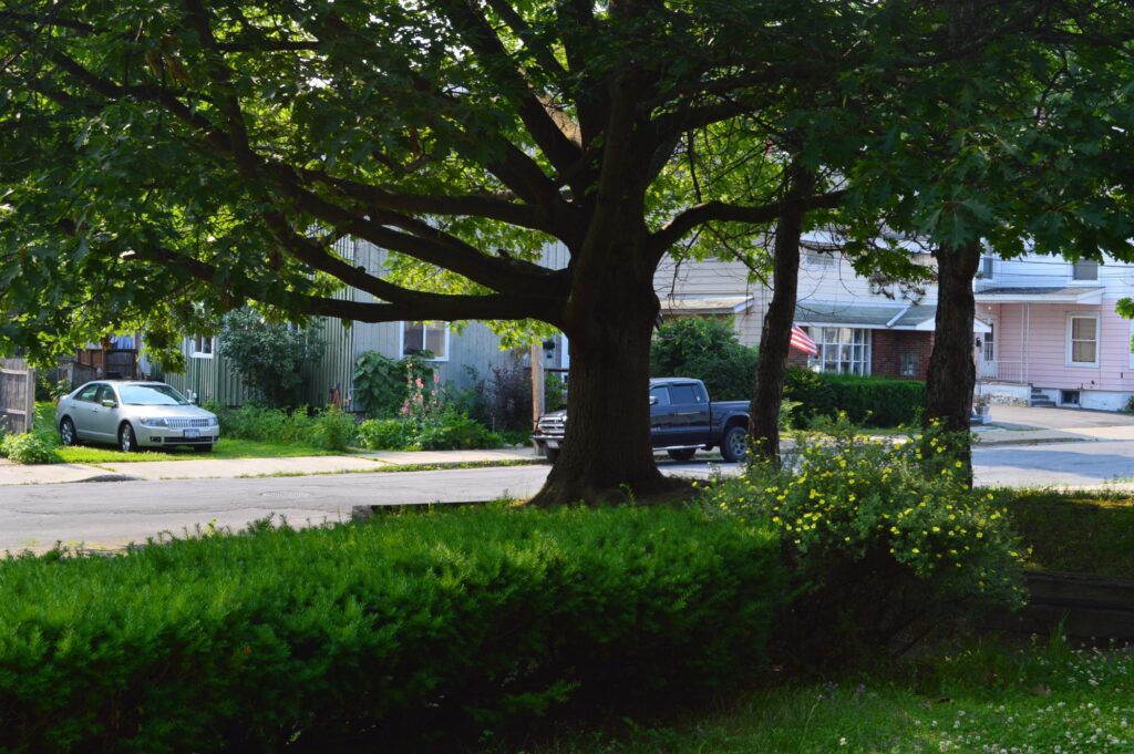 Wandel Park